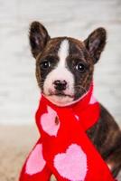 Retrato de cachorro basenji mirando a la cámara en pañuelo rojo y rosa foto