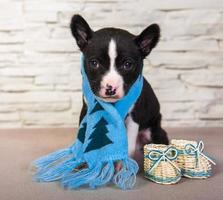 Retrato de cachorro basenji en cuadro de impresión con bufanda de punto azul y botas de bebé
