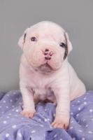 Portrait of American bulldog puppy looking at camera on blue blanket photo