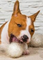 Portrait of Basenji puppy chewing on white ball