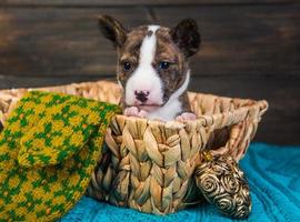 Portrait of basenji puppy in wicker basket with knitted mitt, heart ornament, and wood background