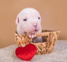 Retrato de cachorro de bulldog americano en una canasta con almohada de corazón rojo