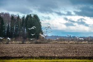 Flock of swans flying over field