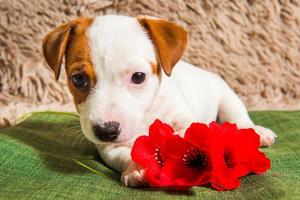 Portrait of Jack Russell terrier puppy looking at camera with red flowers photo