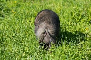 Rear view of a Vietnamese pot-bellied pig in grass photo