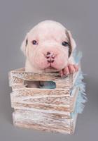Retrato de cachorro de bulldog americano mirando a la cámara sentado en una caja de regalo