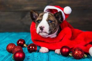 Portrait of basenji puppy in Santa hat with red ornaments