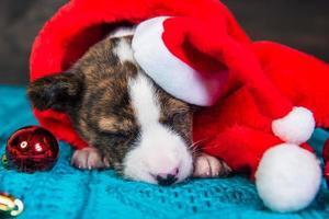 Retrato de cachorro basenji con gorro de Papá Noel con adornos rojos foto