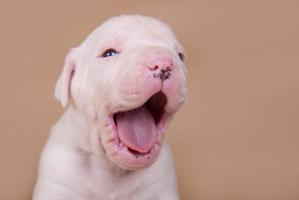 Retrato de cachorro de bulldog americano bostezando