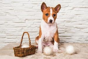 Retrato de cachorro basenji con canasta y bolas de algodón blanco foto