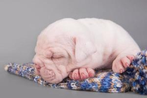 Retrato de cachorro de bulldog americano durmiendo en gorro de punto foto