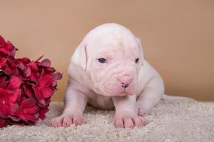 Retrato de cachorro de bulldog americano con flores rojas foto