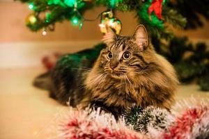 Retrato de gato noruego junto al árbol de navidad foto