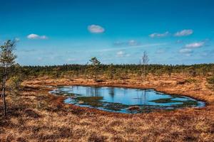 Swamp, trees, and cloudy blue sky in Kemeri National Park in Latvia photo