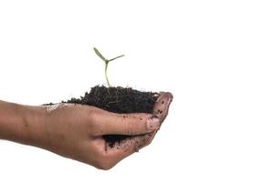 Woman's hand watering a small seedling photo