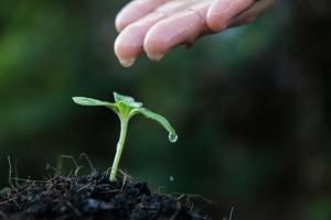 Close-up of a young sprout growing photo