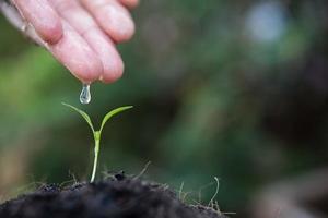 Close-up of a young sprout growing photo