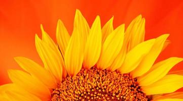 Close-up de girasol sobre fondo naranja foto