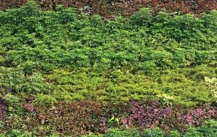 pared vertical verde exterior foto