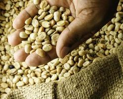 Unroasted coffee beans photo