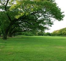 Lush grass and green trees photo