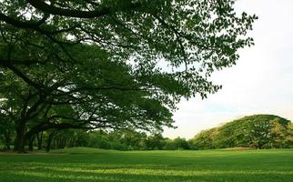 Lush green lawn and trees photo