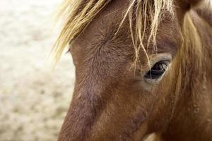 Close-up of brown horse photo