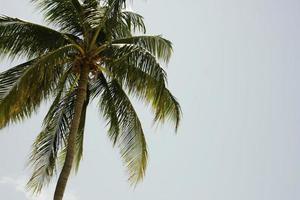 Palm tree and sky photo