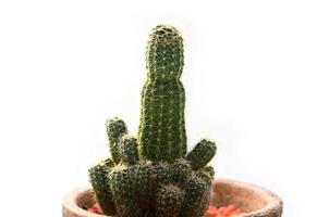 Cactus on white background photo