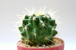 Cactus on white background photo