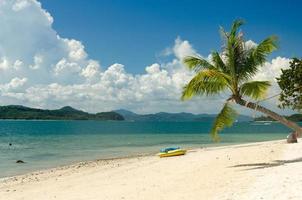 cocoteros y playa en tailandia foto