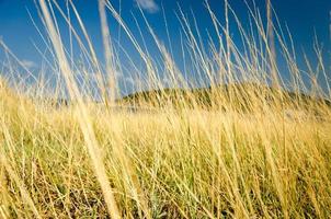 Tall dry grasses under blue sky photo