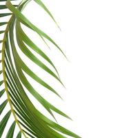 Curved tropical leaf isolated photo