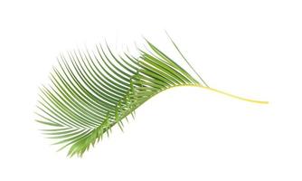 Isolated green tropical leaf photo