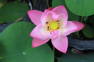 Top view of waterlily photo