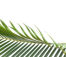 Palm leaf and copy space photo