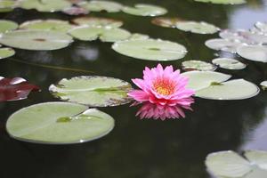 Waterlily and lily pads photo