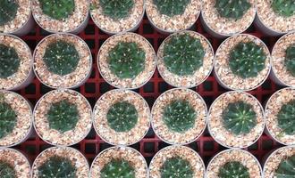 Potted cacti top view photo