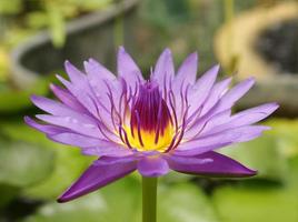 Purple and yellow waterlily