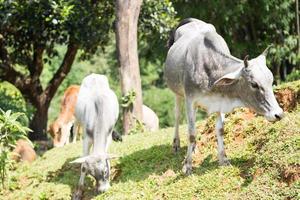 Cattles on a hill photo