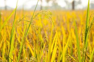 Rice field in Thailand photo