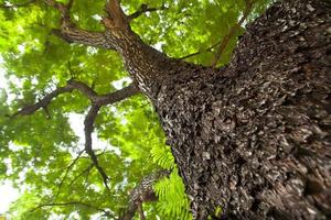 Under the tree photo