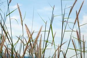 Flower of grass photo