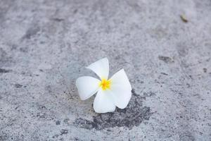 White flower on the ground photo