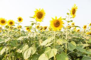 Sunflowers on a sunflower farm photo