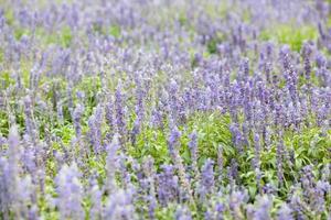 Blue flowers in the park photo