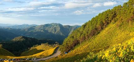 Yellow flowers on the mountain photo