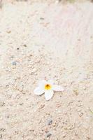 Flower on the sand photo