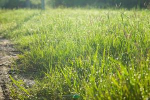 Grass on the field photo