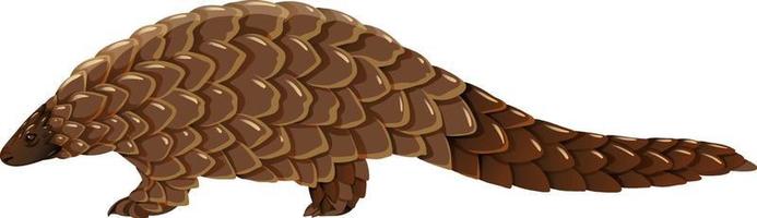 Pangolin animal on white background vector